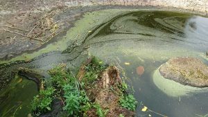 Nitrogen-pollution