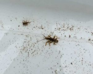 Pennsylvania macroinvertebrate collecting license
