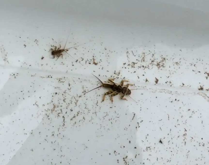 Pennsylvania macroinvertebrate collecting license