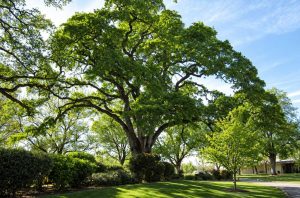 Native-Trees