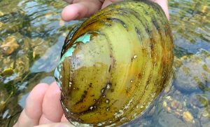freshwater mussels Pennsylvania