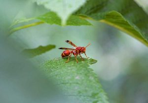 microplastics in aquatic insects