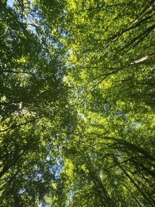 climate resilience webinar series