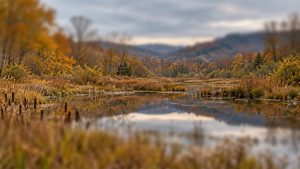 wetland
