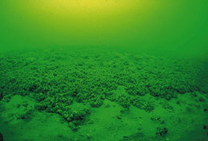 zebra mussels lake erie